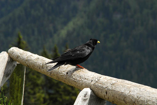 Malga Stia, Gares di Canale d'Agordo - Pale di San Martino Dolomiti Bellunesi
