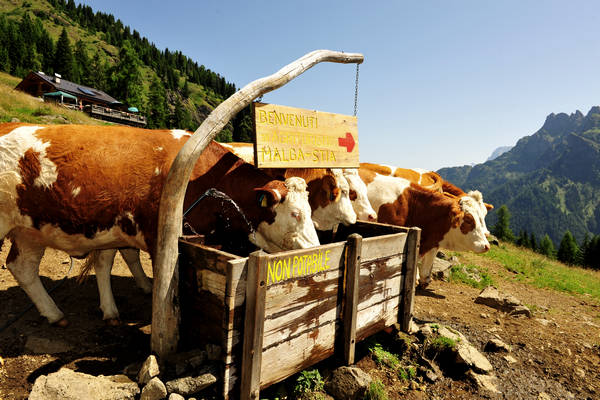 Gares agriturismo Malga Stia a Canale d'Agordo, Dolomiti Bellunesi Pale di San Martino valle di Gares