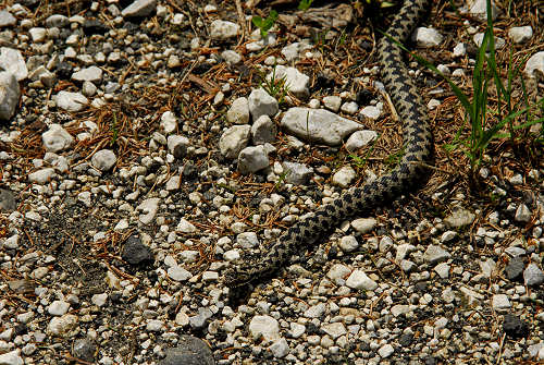 Canale d'Agordo, Gares