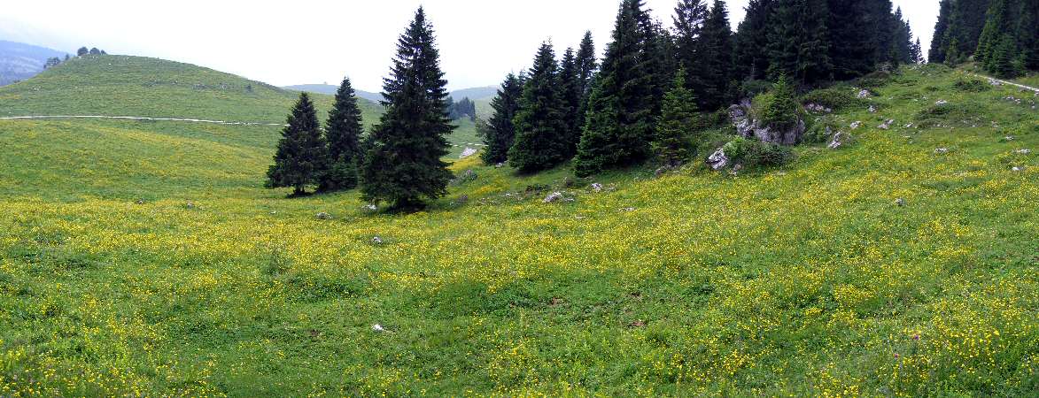Cima Larici malga Porta Manazzo - fotografia panoramica