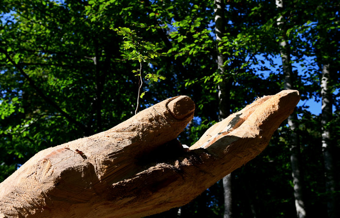 SelvArt, Sentiero Arte Natura a Mezzaselva di Roana, monte Erio