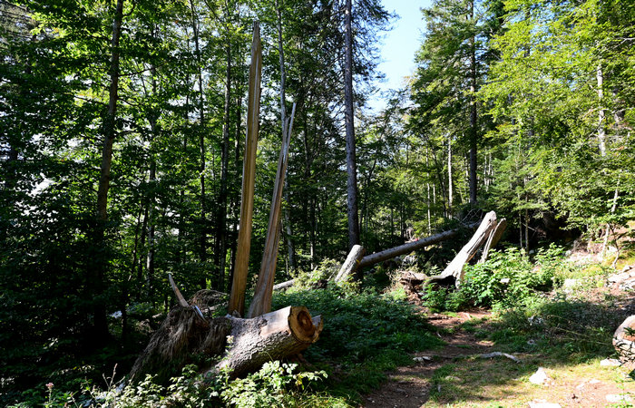 SelvArt, Sentiero Arte Natura a Mezzaselva di Roana, monte Erio