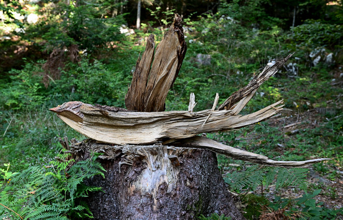 SelvArt, Sentiero Arte Natura a Mezzaselva di Roana, monte Erio