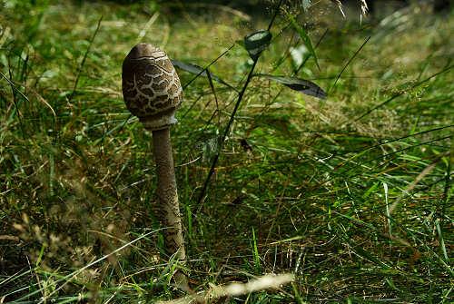 Excalibur, Valle dei Ciliegi, Tonezza del Cimone