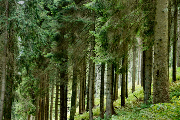 mtb Enego Valbrutta Marcesina Lisser