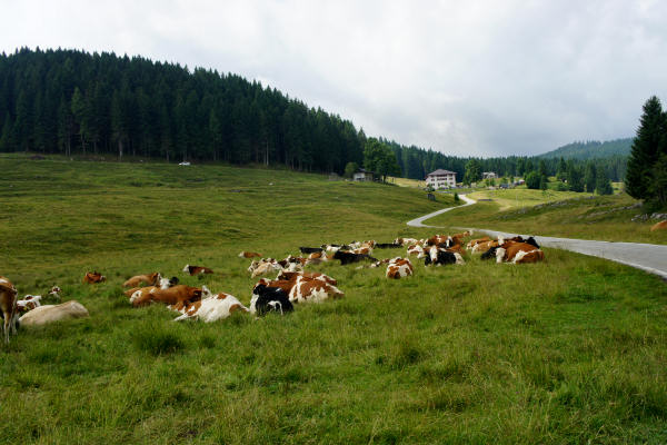 salita ciclistica Selva di Grigno/Barricata/Marcesina