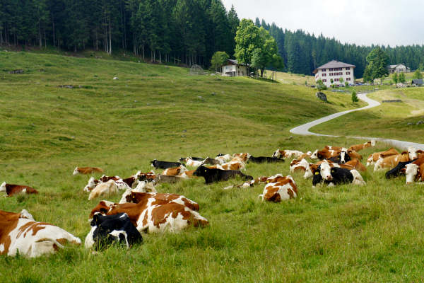 salita ciclistica Selva di Grigno/Barricata/Marcesina