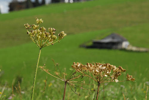 Gallio - Altopiano di Asiago