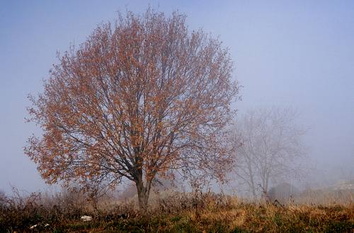 Monte Corgnon - Lusiana