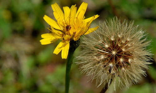 Monte Corno - Lusiana