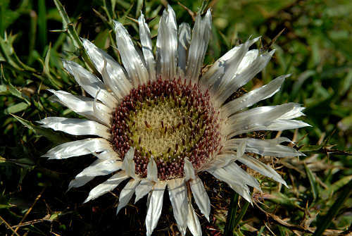 Monte Corno - Lusiana