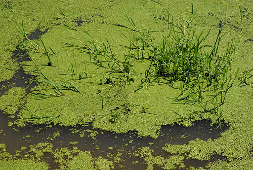 Monte Corno - Lusiana