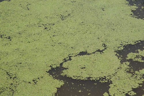 Monte Corno - Lusiana