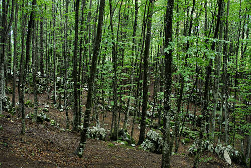 Sentiero fogazzariano a Tonezza del Cimone