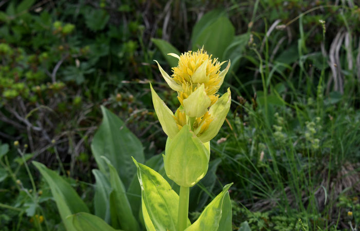Monte Baldo, escursione Riserva Naturale Corna Piana malga Bes a Brentonico