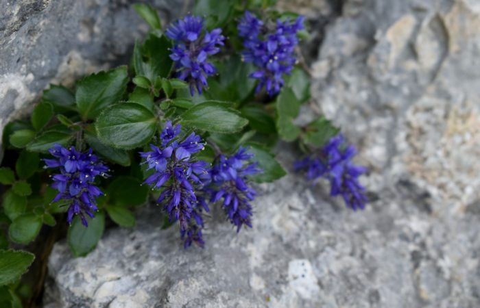Monte Baldo, escursione Riserva Naturale Corna Piana malga Bes a Brentonico