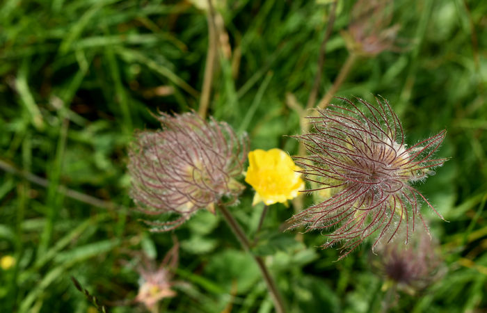 Monte Baldo, escursione Riserva Naturale Corna Piana malga Bes a Brentonico