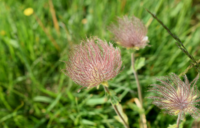 Monte Baldo, escursione Riserva Naturale Corna Piana malga Bes a Brentonico