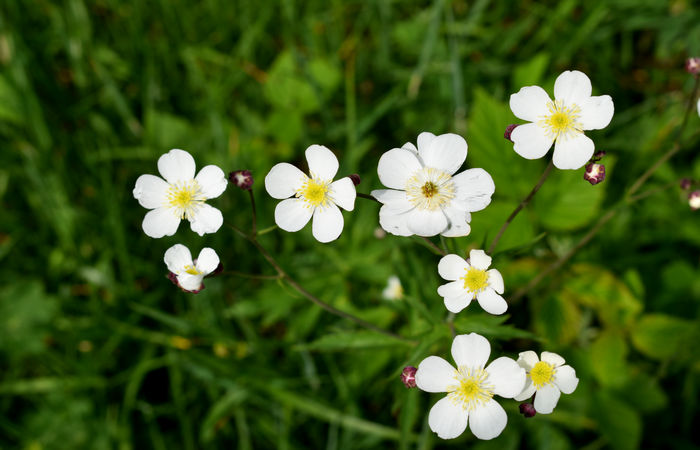 Monte Baldo, escursione Riserva Naturale Corna Piana malga Bes a Brentonico