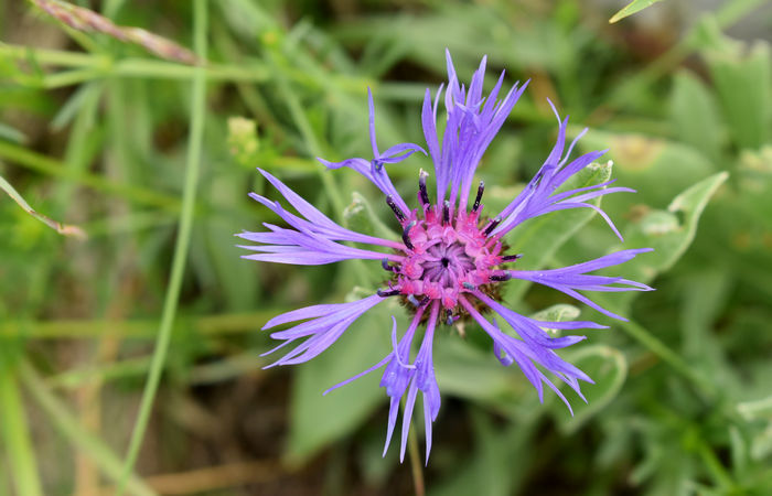 Monte Baldo, escursione Riserva Naturale Corna Piana malga Bes a Brentonico