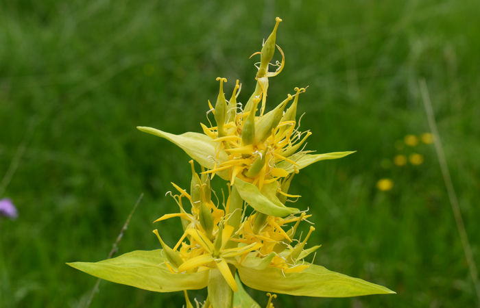 Monte Baldo, escursione Riserva Naturale Corna Piana malga Bes a Brentonico