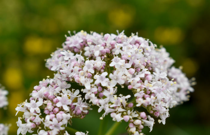 Monte Baldo, escursione Riserva Naturale Corna Piana malga Bes a Brentonico