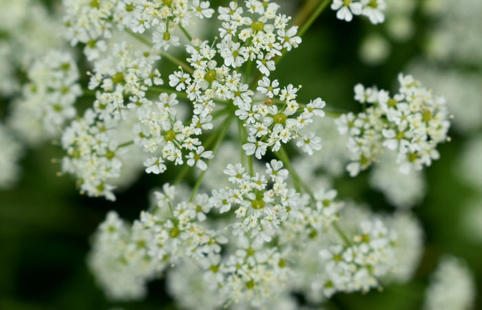 Monte Baldo, escursione Riserva Naturale Corna Piana malga Bes a Brentonico