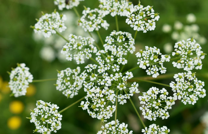 Monte Baldo, escursione Riserva Naturale Corna Piana malga Bes a Brentonico