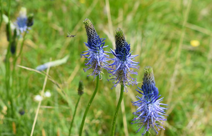 Monte Baldo, escursione Riserva Naturale Corna Piana malga Bes a Brentonico