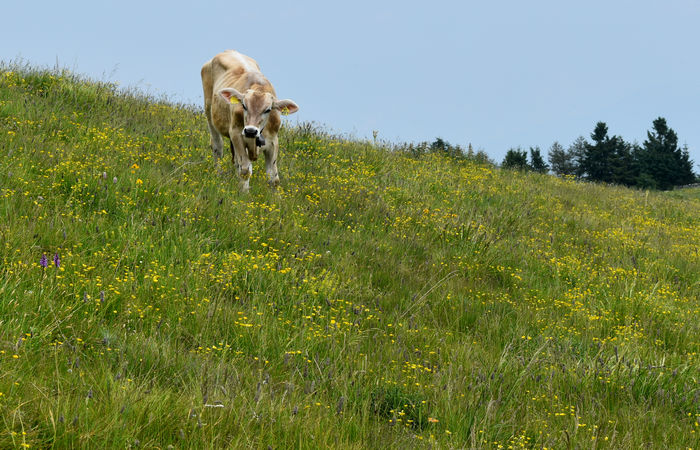 Monte Baldo, escursione Riserva Naturale Corna Piana malga Bes a Brentonico
