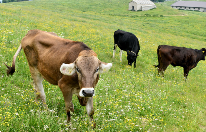 Monte Baldo, escursione Riserva Naturale Corna Piana malga Bes a Brentonico