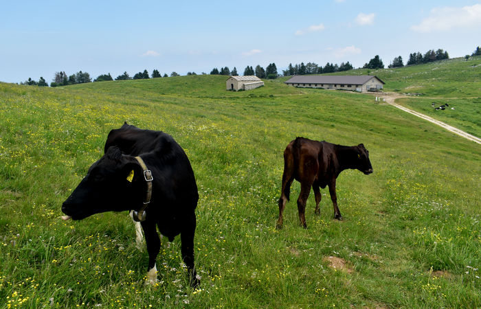 Monte Baldo, escursione Riserva Naturale Corna Piana malga Bes a Brentonico