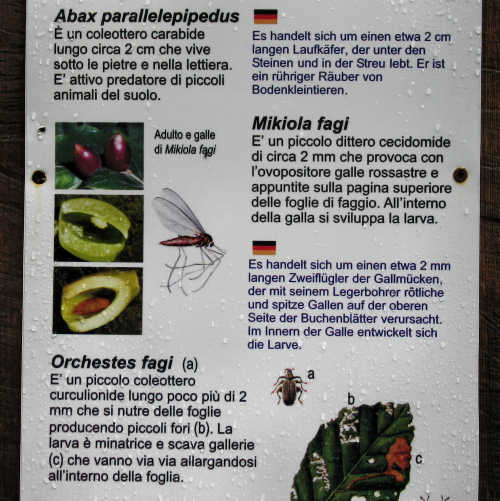 Brenzone - Monte Baldo e Lago di Garda