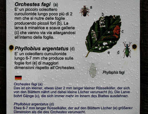 Brenzone - Monte Baldo e Lago di Garda