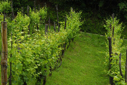 Valrovina di Bassano del Grappa