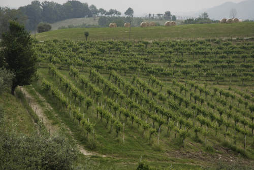 Colle di Dante a Romano d'Ezzelino