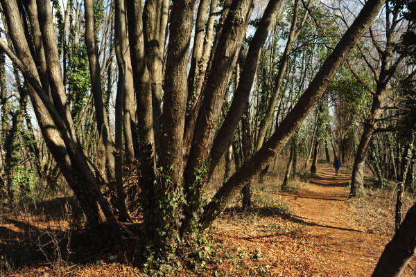 escursione Collalto Liedolo Col San Lorenzo a San Zenone degli Ezzelini
