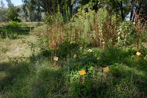 fiume Brenta, Tezze sul Brenta, Parco Amicizia