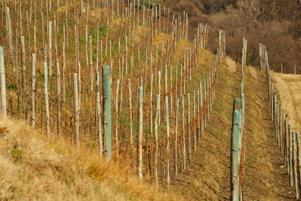 San Zenone degli Ezzelini, sentiero del Castellaro