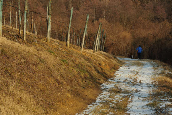 San Zenone degli Ezzelini, sentiero del Castellaro