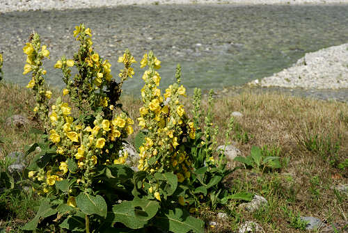 fiume Brenta, Tezze sul Brenta, Parco Amicizia