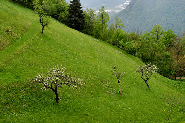 escursione nordic walking Stabie di Lentiai, monte Artent e Col Moscher