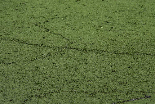 sentiero natura San Gervasio - Colderù di Lentiai - Valbelluna