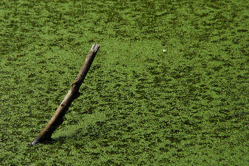 sentiero natura San Gervasio - Colderù di Lentiai - Valbelluna