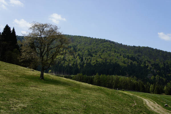 Limana: Valmorel, malga Montegal, Pian dele Femane, i Van
