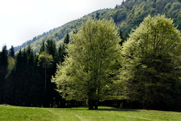 Limana: Valmorel, malga Montegal, Pian dele Femane, i Van