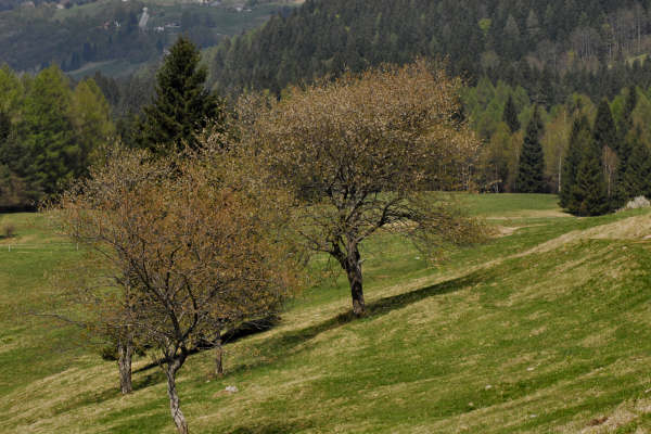 Limana: Valmorel, malga Montegal, Pian dele Femane, i Van