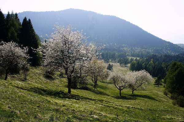 Limana: Valmorel, malga Montegal, Pian dele Femane, i Van