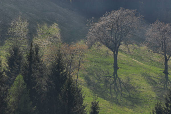 Limana: Valmorel, malga Montegal, Pian dele Femane, i Van