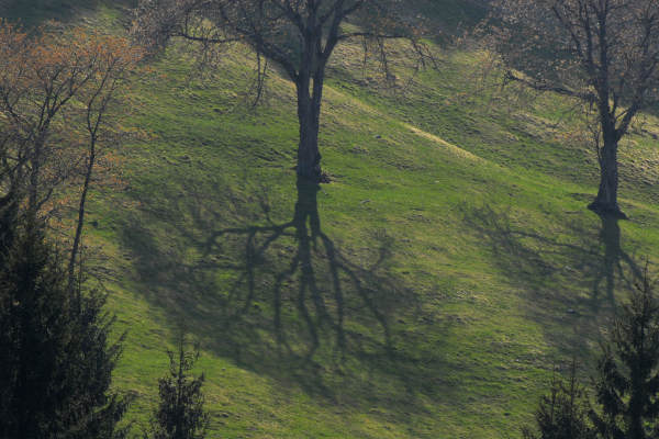 Limana: Valmorel, malga Montegal, Pian dele Femane, i Van